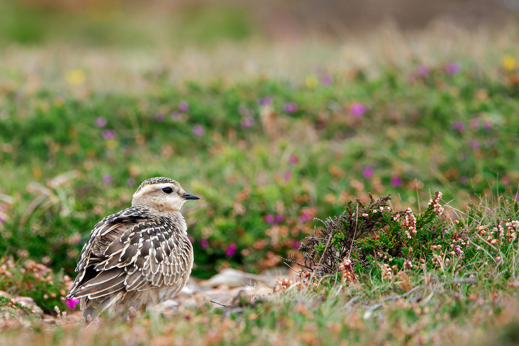 Dotterel at St. Agnes Head, Cornwall